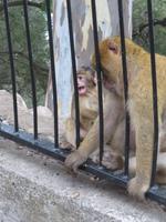 Gibraltar - Gibraltar-Felsen - Berberaffen