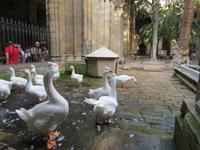 Barcelona - Kathedrale - Gänse erinnern an die heilige Eulaila