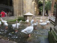 Barcelona - Kathedrale - Gänse erinnern an die heilige Eulaila