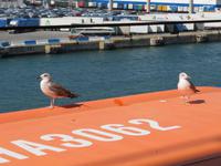 Mein Schiff 3  - Besucher