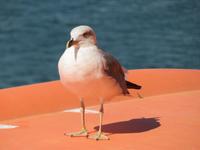 Mein Schiff 3  - Besucher
