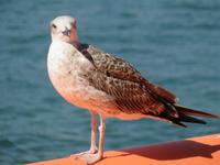 Mein Schiff 3  - Besucher