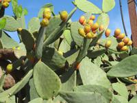 Mallorca - Kaktusfeigen