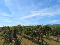 Mallorca - Weingut José L. Ferrer