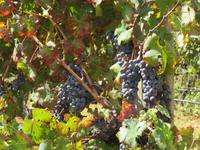 Mallorca - Weingut José L. Ferrer