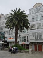 La Coruna - wunderschöne Balkone mit Palme