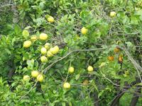 Überall Zitronen- und Orangenhaine ...