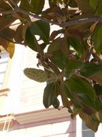 Spaziergang durch Cadiz