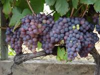 Weingut 
