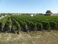 3. Tag St. Emilion Weinberg