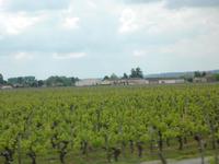 Wein so weit das Auge reicht bei St. Emilion