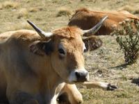 8. Tag Col de la croix Morand - Aubrac Rind