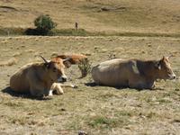 8. Tag Col de la croix Morand - Aubrac Rinder