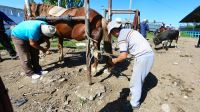 0209-Alle Hände voll zu tun, Hufschmied auf dem Viehmarkt in Karakol