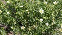 0605-Gebirgsblütenpracht