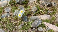 0707-Gebirgsblütenpracht
