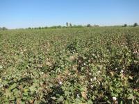 Stopp an einem Baumwollfeld