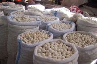 Käse auf dem Oschmarkt