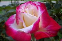 Rosenpracht am Hotel