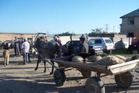 Besuch auf dem Viehmarkt