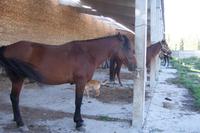 Besuch auf dem Viehmarkt