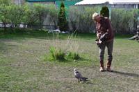 Kasachstan - Raubvogel-Show in der Falknerei Sunkar