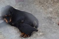 Kasachstan - Kleiner Welpe in der Falknerei Sunkar