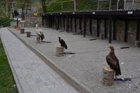 Kasachstan - Raubvogel-Show in der Falknerei Sunkar