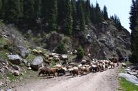 Kirgisistan - Wanderung durch die Grigorjewka-Schlucht