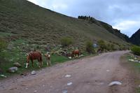 Kirgisistan - Pferde in der Jeti-Oguz-Schlucht