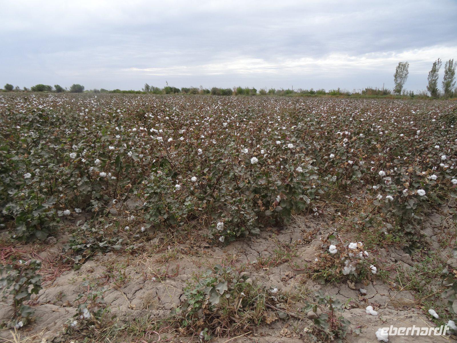 Baumwollfeld