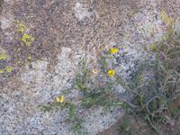 Felszeichnungen in Cholpon-Ata, am Issyk-Kul-See