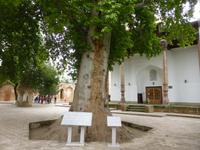 Platane, gepflanzt im 14. Jh., Daras-Saodat-Komplex, im Hintergrund Chasrati-Imom-Moschee, Schachrisabs