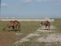 Dromedare am Rande der Ortschaft