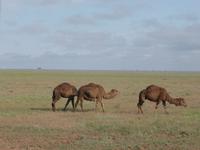 Dromedare in der Steppe