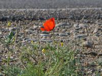 Mohnpflanze in der Steppe