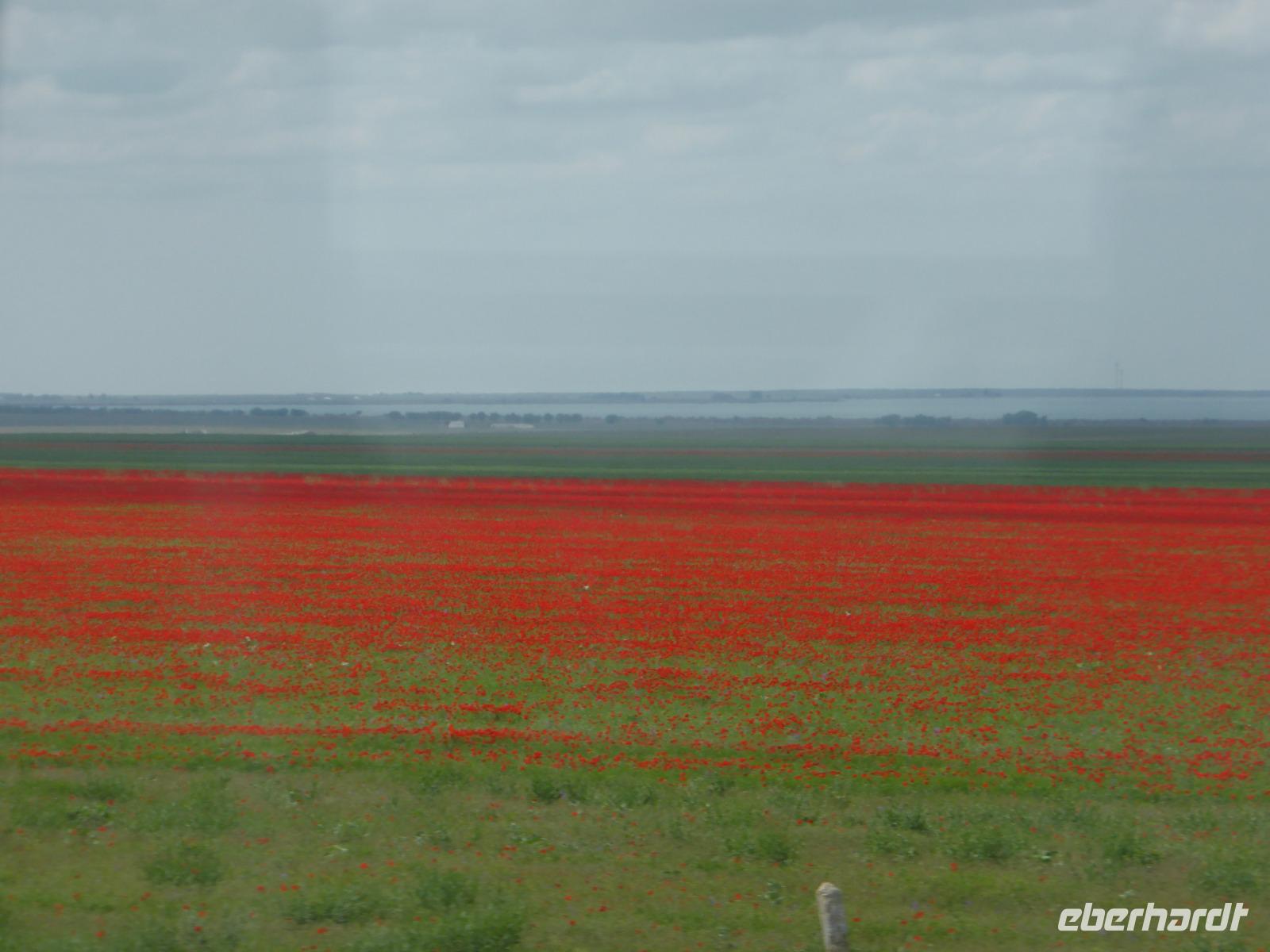 Blick aus dem Busfenster von unterwegs: Mohnfelder
