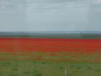 Blick aus dem Busfenster von unterwegs: Mohnfelder