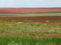 Blick aus dem Busfenster von unterwegs: Mohnfelder