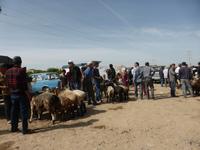 auf dem Viehmarkt von Karakol