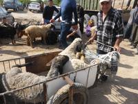 auf dem Viehmarkt von Karakol