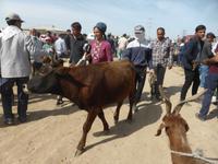 auf dem Viehmarkt von Karakol