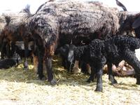 auf dem Viehmarkt von Karakol