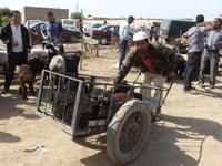 auf dem Viehmarkt von Karakol