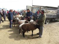 Viehmarkt in Karakol