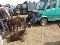 Viehmarkt in Karakol
