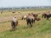 Kamele entlang der Autobahn