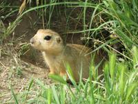 ein Erdmännchen bestaunt die Eberhardt-Gruppe