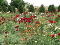 wunderschön blühnede Rosen