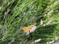 Schmetterling in der Hauptstadt